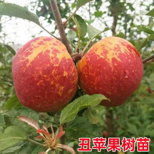 丑苹果树果苗冰糖心大凉