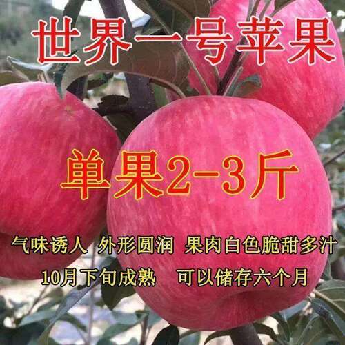 世界一号苹果树苗嫁接新