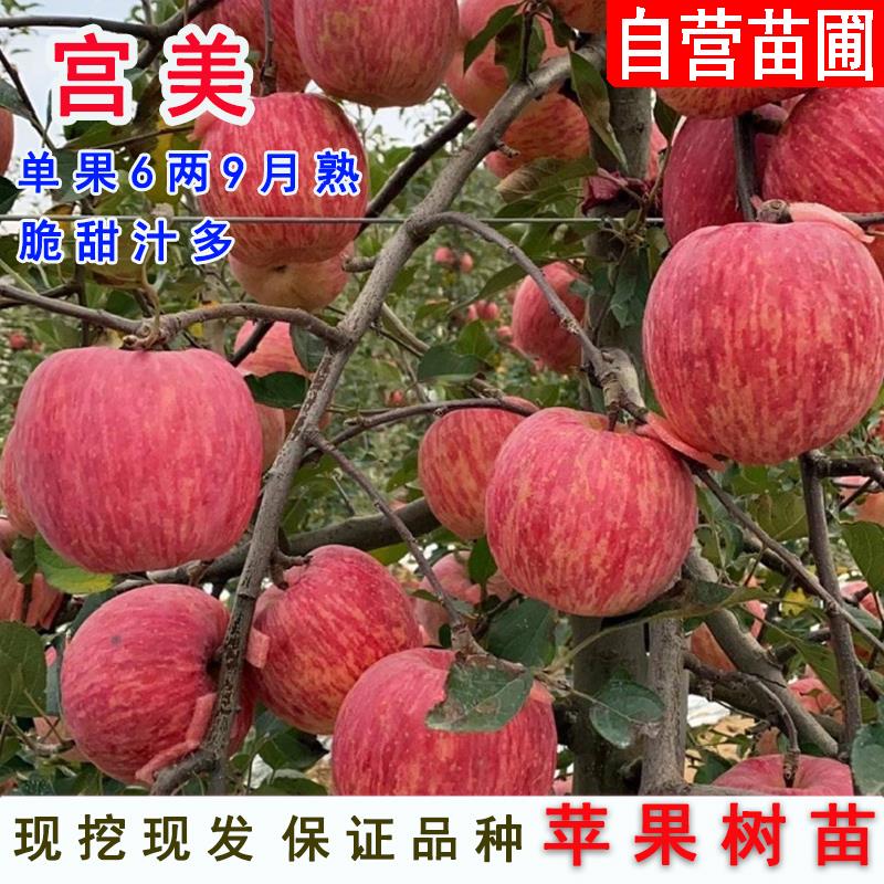 嫁接日本宫美苹果树苗矮化盆栽条纹短枝红富士苹果苗南方北方种植
