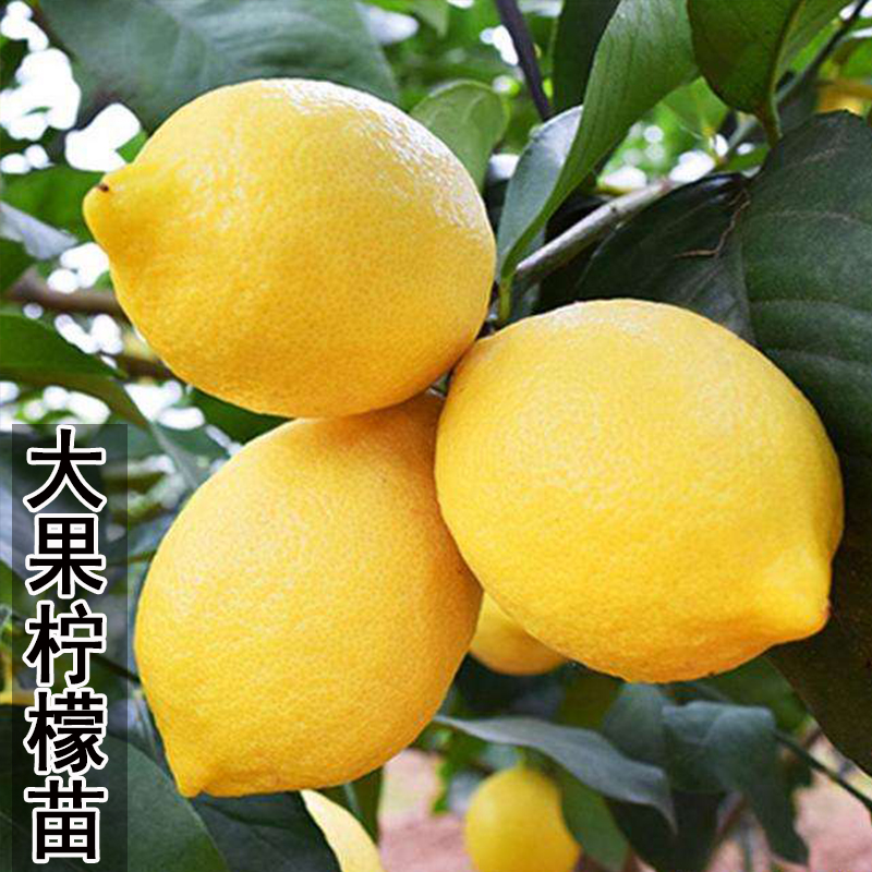 可食用四季柠檬树苗室内盆栽香水柠檬苗树庭院果树果苗南方种植苗