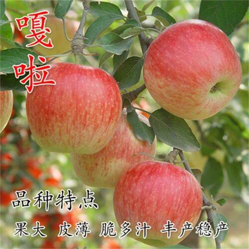 新品苹果树苗正宗新嘎拉