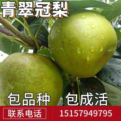 青翠冠梨树果苗南北方庭院地栽种植特大果树盆栽嫁接活苗当年结果