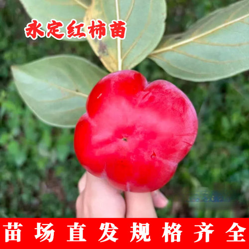 嫁接永定早红柿子树苗大