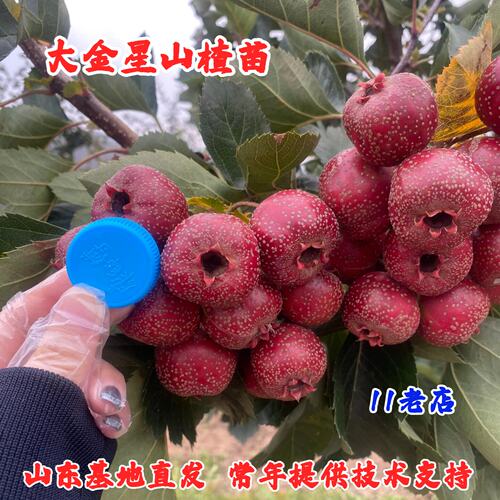 嫁接大金星山楂苗矮化盆