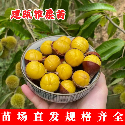 嫁接建瓯锥栗树苗特大榛