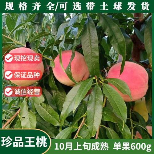 特大晚熟冬桃树苗新品种