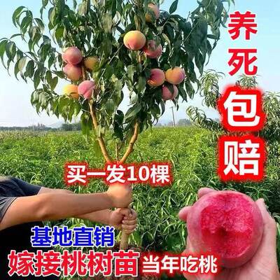 桃树果苗桃树嫁接苗新品种果树苗盆栽庭院种植桃树实生苗桃树活苗