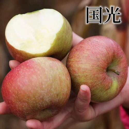 正宗国光苹果树苗嫁接南