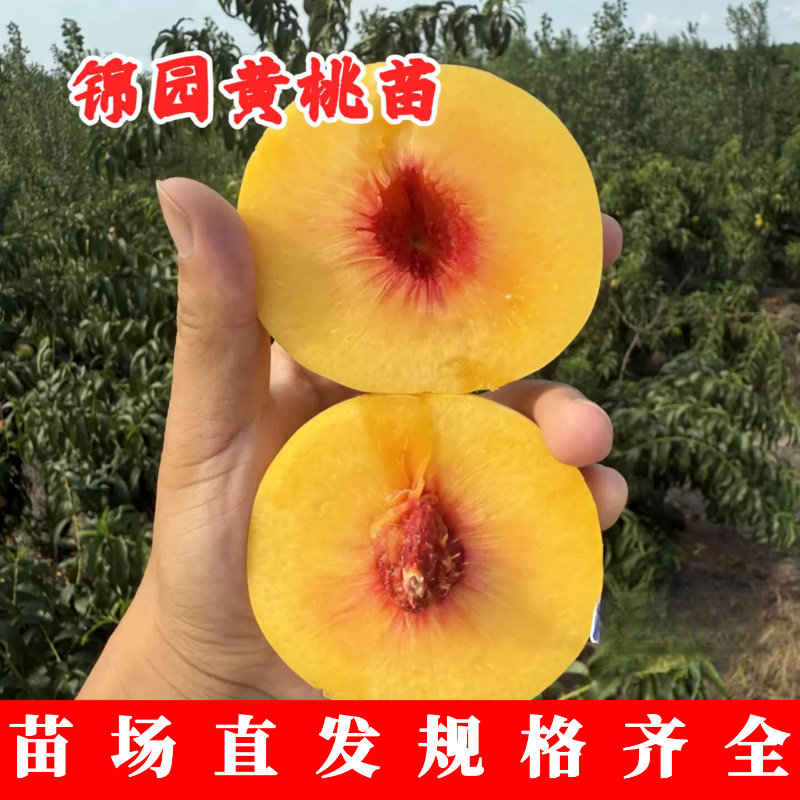 晚熟黄桃树苗嫁接锦园黄桃苗特大脆甜庭院盆栽桃树果苗果树苗木种