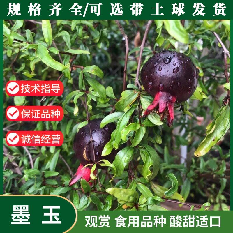 正宗石榴树苗墨玉特大果图片