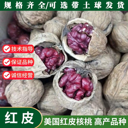 美国红皮核桃树苗食用薄