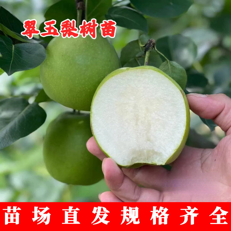 极早熟翠玉梨树苗嫁接脆