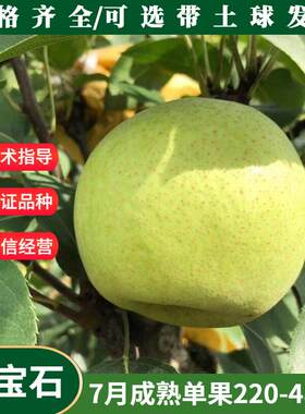 嫁接绿宝石梨树苗早熟中
