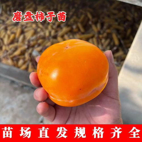 磨盘柿子苗树嫁接盆柿特