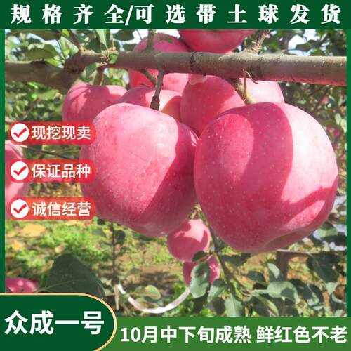 嫁接全红众成一号苹果树