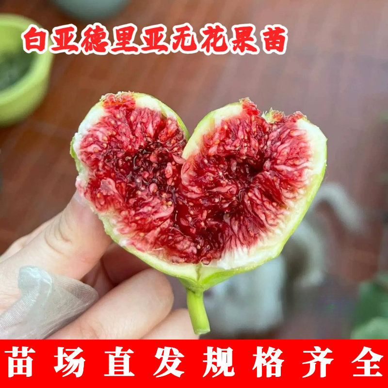 砂糖无花果树苗矮化盆栽地栽糖心白亚德里亚无花果苗果树苗木种植