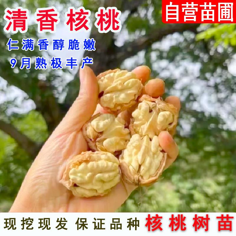 嫁接薄皮核桃树果苗庭院核桃苗坚果纸皮清香核桃树苗南方北方种植