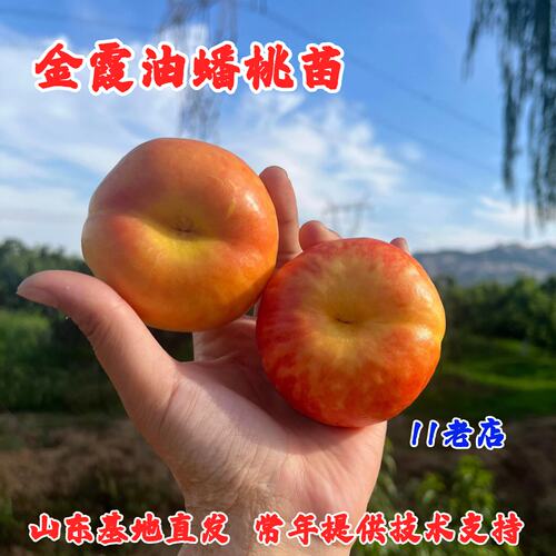 金霞油蟠桃苗南北方种植