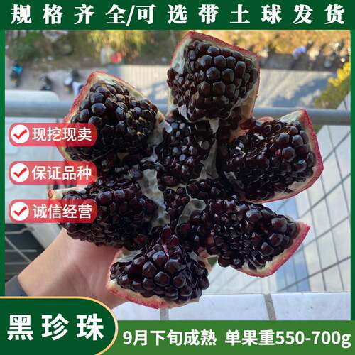 黑珍珠黑籽石榴苗南北方