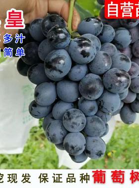 新品种黑皇葡萄苗抗寒不下架黑色大果粒嫁接葡萄树苗南方北方种植