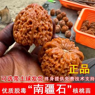 南疆石核桃苗四座楼狮子头官帽文玩麻核桃苗树南方北方种当年结果