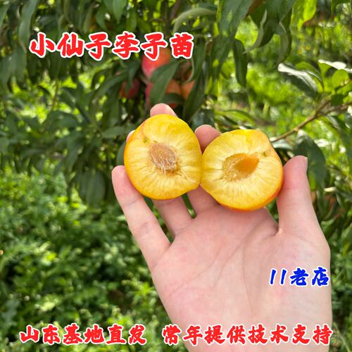 智利太阳李子树苗甜心玛
