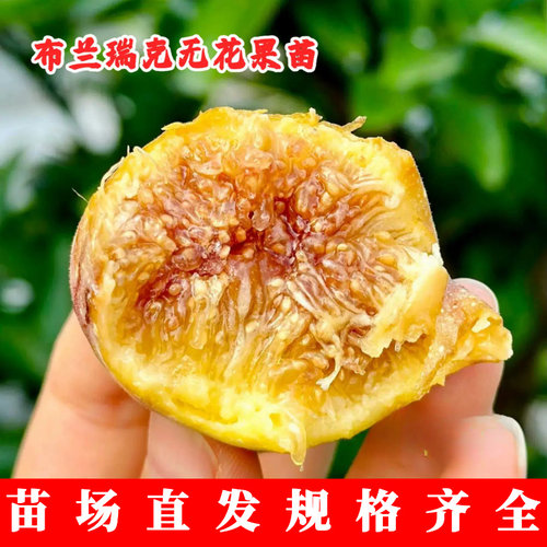 无花果树苗盆栽阳台地栽