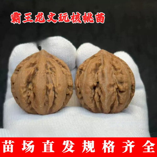 霸王龙文玩核桃树苗平谷