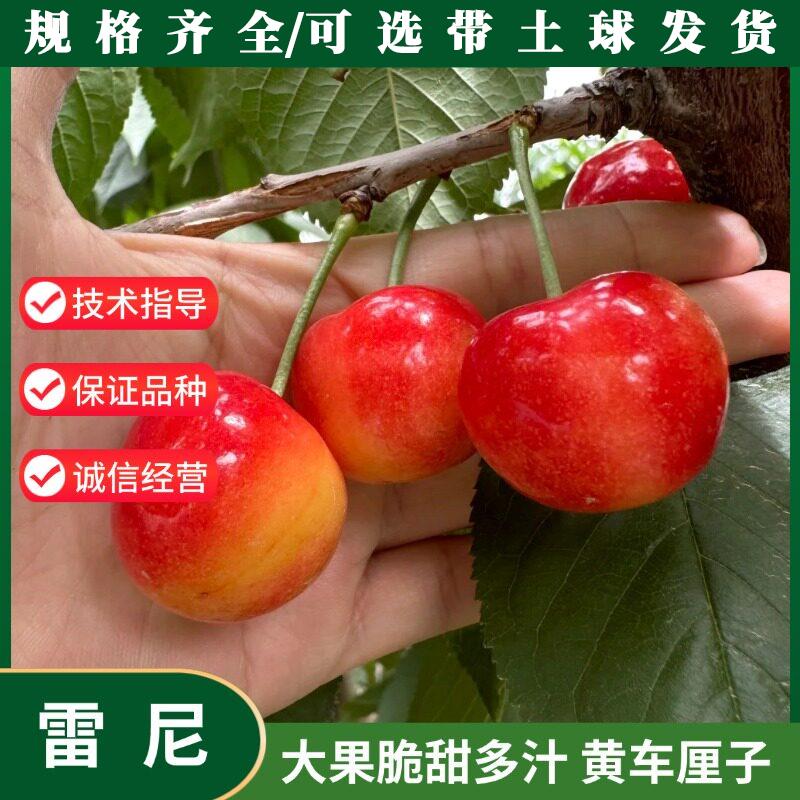 黄金车厘子树苗嫁接雷尼大樱桃树苗耐寒盆栽地栽水果树苗全年种植
