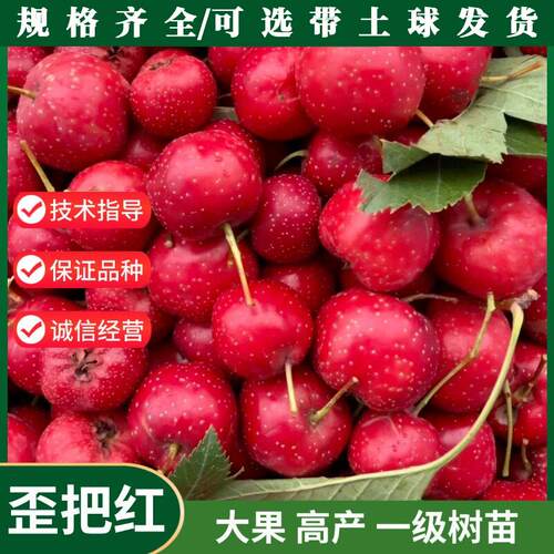 嫁接山楂树活苗大果矮化
