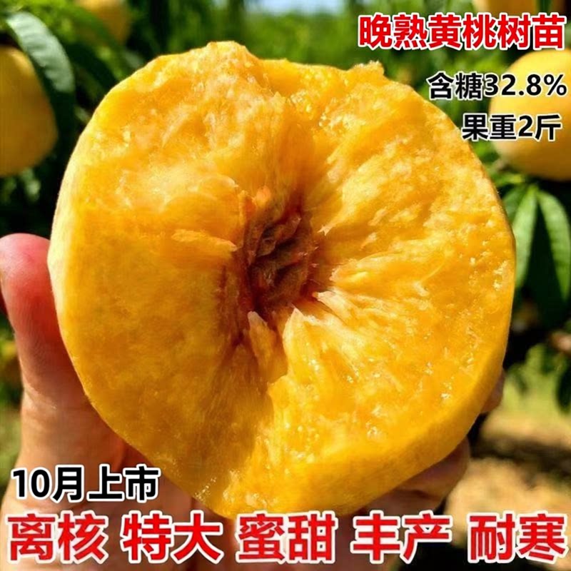 晚熟黄桃树苗嫁接桃树苗新品种特大超甜黄桃树苗当年结果水果树苗