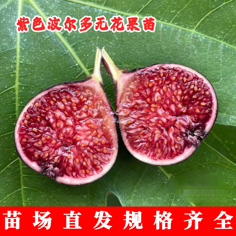 紫色波尔多无花果苗阳台图片