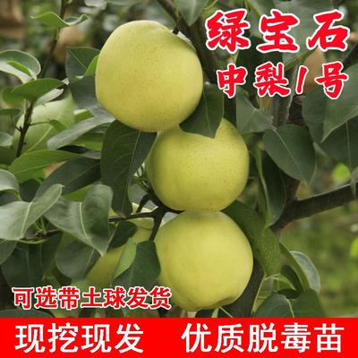 嫁接早熟绿宝石梨苗特大脆甜青皮梨果苗中梨一号梨树苗南北方种植