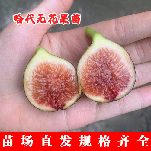 耐寒糖心无花果树苗阳台