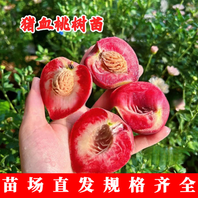 中华血桃苗猪树苗南北方