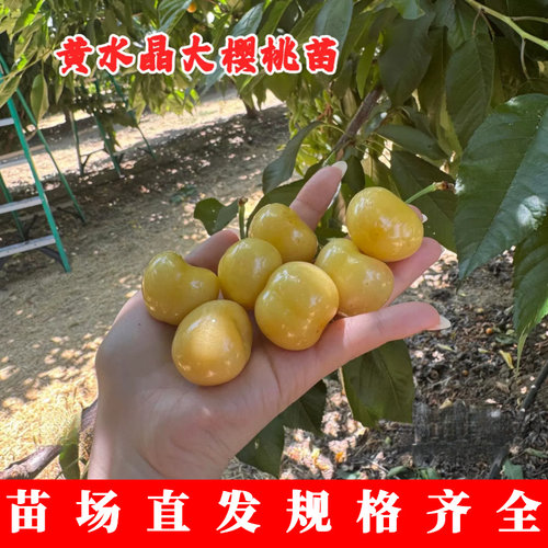 黄水晶樱桃树苗皮薄纯甜