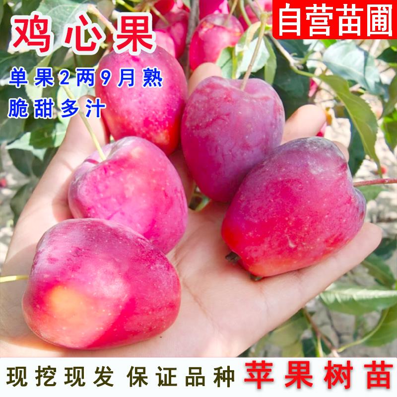 苹果树果苗嫁接鸡心果苹果树苗耐寒东北锦绣海棠小苹果苗盆栽地栽