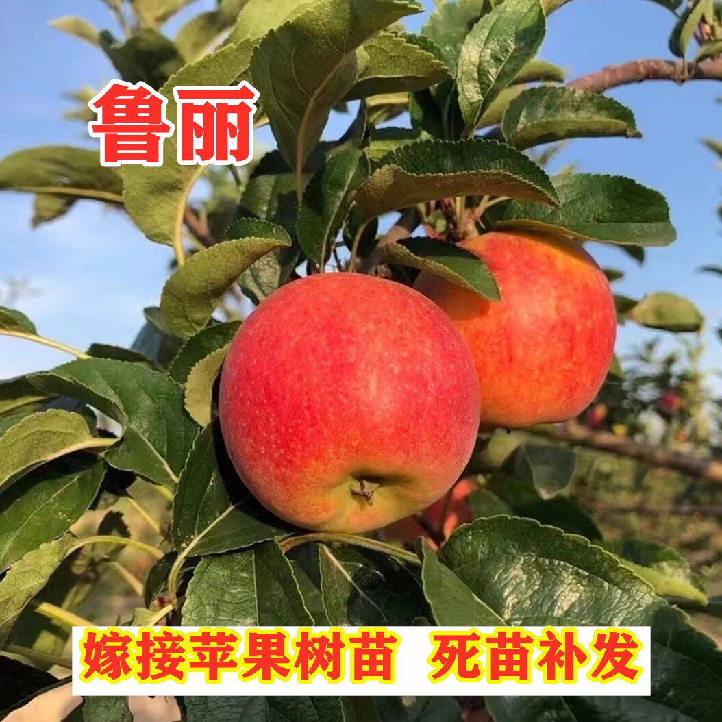 鲁丽苹果树苗嫁接特大早熟脆甜苹果苗南方北方种植果树苗盆栽地栽