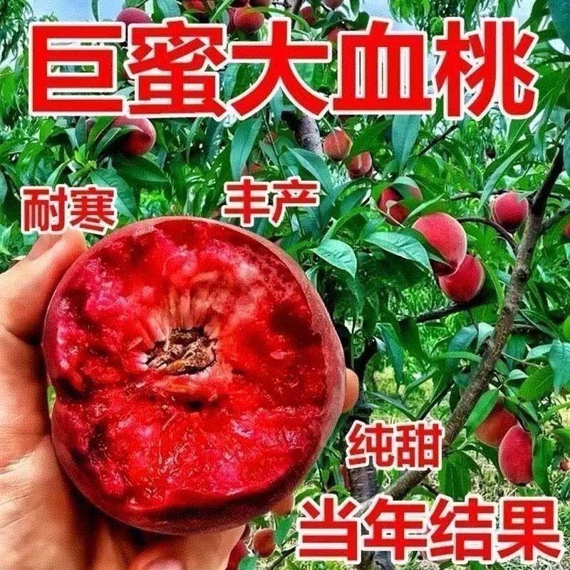 特大五月红血桃树苗新品