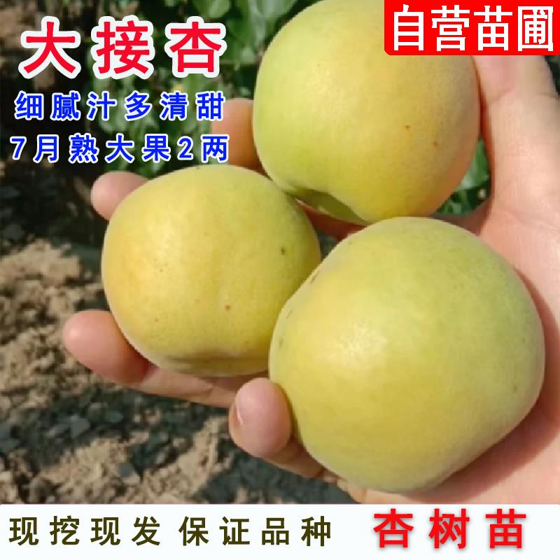 甜杏苗新品种兰州大接杏子苗嫁接特大早熟杏树苗南北方种植果树苗