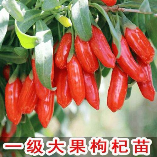 红枸杞树苗北方南方种植