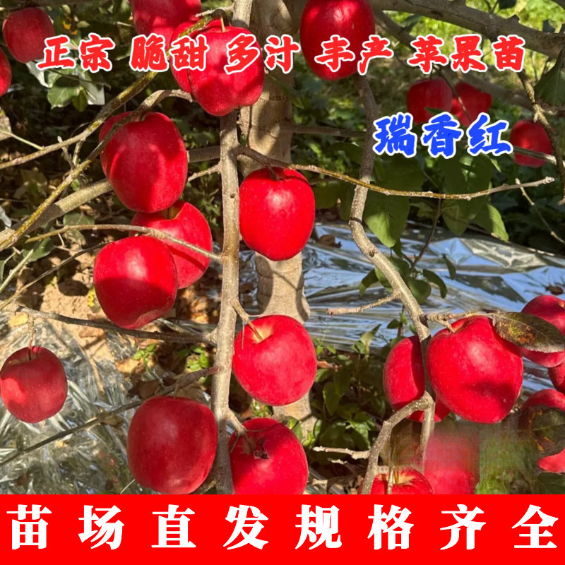 嫁接矮化瑞香红苹果树苗图片
