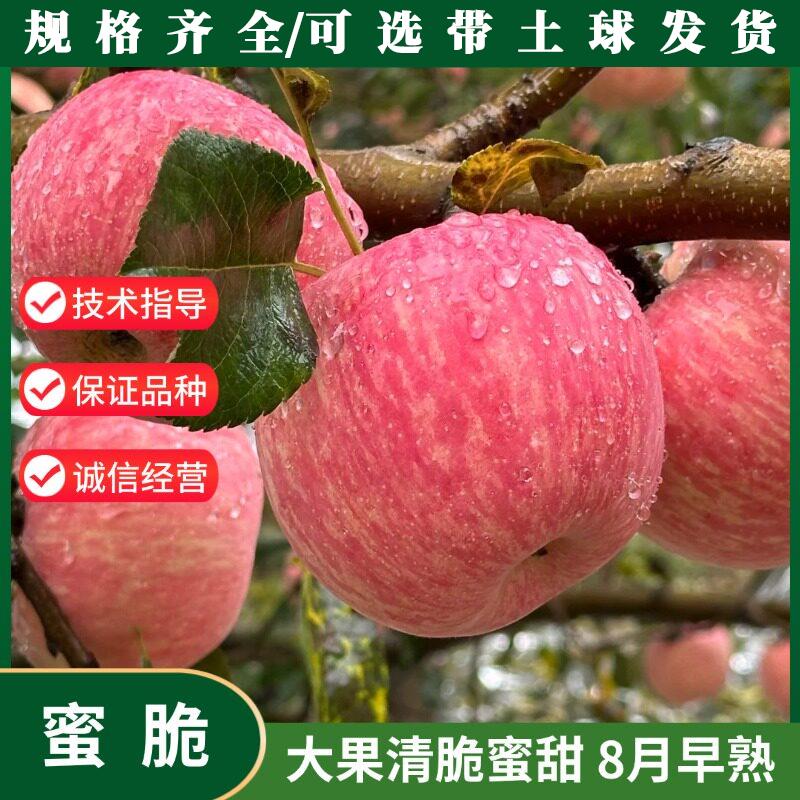 美国蜜脆苹果树苗早熟条纹红富士苹果苗嫁接水果树苗种植庭院盆地
