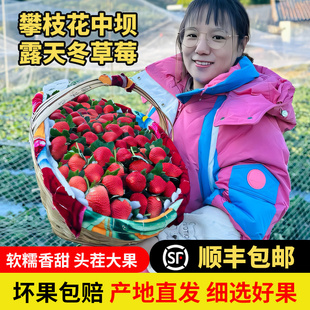 现摘攀枝花中坝露天奶油草莓顺丰空运 非红颜 自然成熟胜丹东