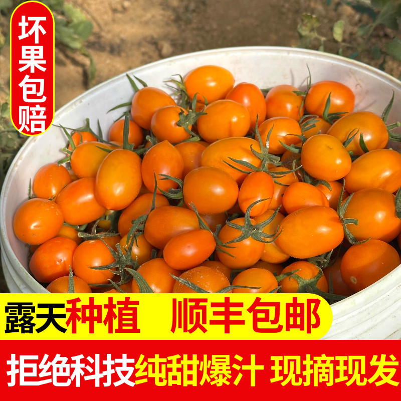 顺丰攀枝花露天樱桃脆蜜小番茄番茄黄金圣女果串红当季新鲜水果
