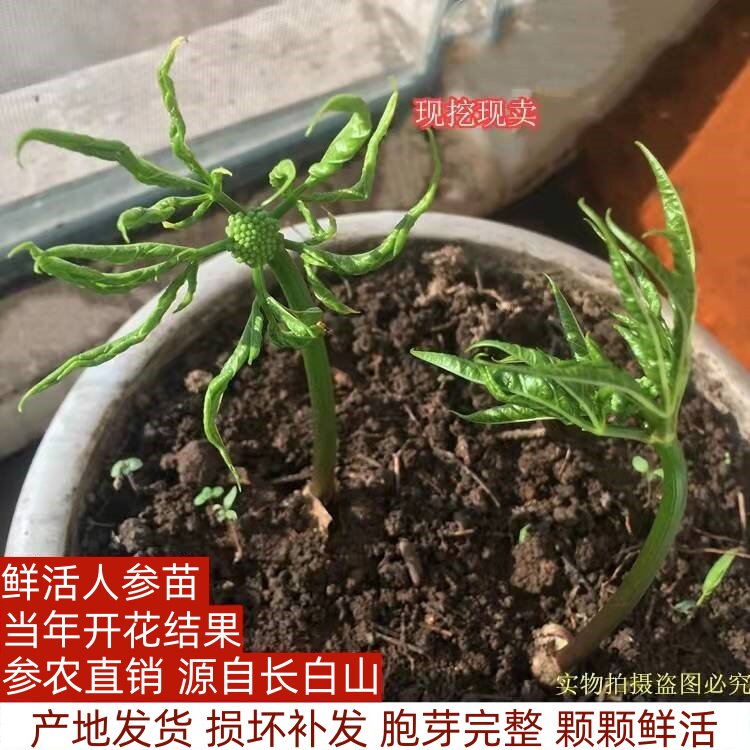 正宗长白山人参苗 西洋参苗 园参苗盆栽观赏种植苗东北特产送种子
