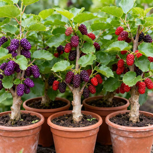 桑苗桑葚子盆栽地栽庭院阳台特大南北方种植嫁接黑白长果桑果树苗