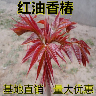 红油香椿苗盆栽地栽南方北方庭院阳台四季种植食用香椿树苗