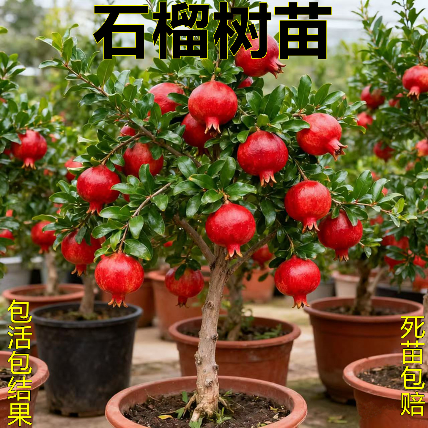 盆栽地栽石榴苗庭院阳台