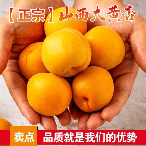 头茬黄杏当季新鲜孕妇水果酸甜青杏子巨蜜金太阳杏